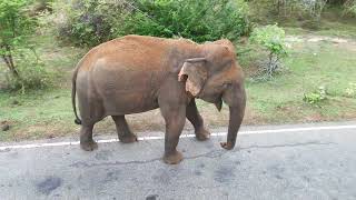 buttala to kataragama road wild elephants 4 [upl. by Ettellocin]