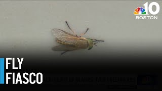 Greenhead flies taking over North Shore beaches [upl. by Euqcaj]