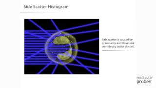 Molecular Probes Tutorial Series—Introduction to Flow Cytometry [upl. by Lesya]