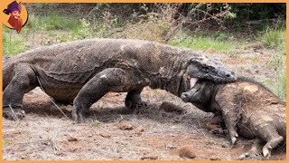 15 Komodo Dragons Swallowing Animals [upl. by Laehcym]