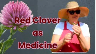 Red Clover Medicinal Herb Benefits and Preparations [upl. by Sergei532]