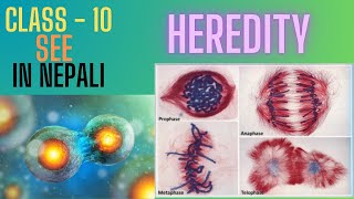 Heredity Class  10 Meiosis cell division  In Nepali [upl. by Neved253]