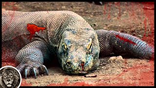 6 Animals That Will Easily Defeat Komodo Dragon [upl. by Vierno]