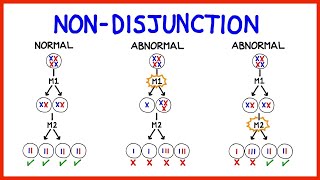 Chromosomal Abnormalities Aneuploidy and NonDisjunction [upl. by Eletnahs]