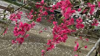 漫步在東京白金台附近小公園，遇見櫻🌸吹雪❄️，地上薄薄的一層櫻花🌸花瓣，好像下雪❄️，好美～一起欣賞喔💕 [upl. by Atinihs]