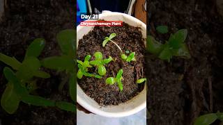 Grow Chrysanthemum From SeedsHow to sow Chrysanthemum Chrysanthemum Seeds Germination [upl. by Krenn591]