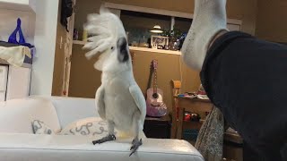 My Cockatoo playing funny game😂😂😂 [upl. by Aitselec]