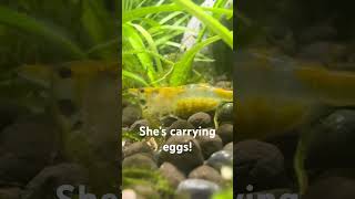 MY SHRIMP IS PREGNANT [upl. by Florence]