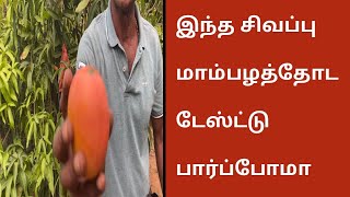 இந்த சிவப்பு செங்கவர்கை மாம்பழத்தோட அருமை தெரியுமா  Red Shaded Mango  Kotturkonam Mango Plant [upl. by Adnirod]