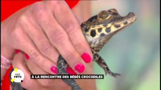 Carnet rose chez les crocodiles [upl. by Inhsor]