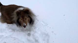 Shelties playing in the snow [upl. by Nahraf]