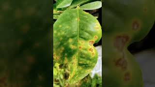 Citrus canker explore subscribe love meccabeauty islamicpilgrimage travel islamduet shorts [upl. by Mellisent]