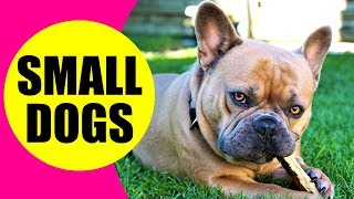 SMALL DOG BREEDS  List of Small Dog Breeds in the World [upl. by Moreville530]