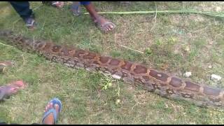 python eats nilgai at gonda of uttar pradesh [upl. by Elinad404]