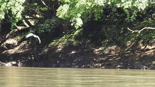 Swallowtailed Kites skimming water Mandari Panga Tiputini river Ecuador [upl. by Gula]