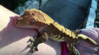 Crested gecko sings to and bites human arm [upl. by Schroeder801]