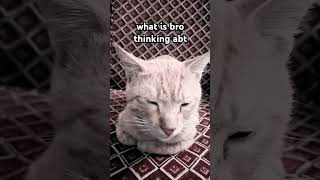 what is bro thinking about cat meow catvideos shorts purringcats gatos [upl. by Llehsyt]