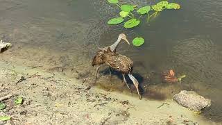 Juvenile Alligator Floating Near Limpkins White Ibis amp Glossy Ibis at Lake Jesup Overlook Park [upl. by Isbella42]