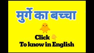 मुर्गे का बच्चा को इंग्लिश में क्या बोलते हैं  Murge ka bachcha meaning in English  Vocabulary [upl. by Corissa]