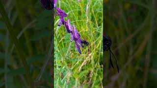 Zygaena filipendulae  Linnaeus 1758 Zygaenidae Zygène de la filipendule Zygène de la spirée [upl. by Rollo]