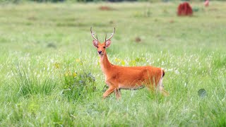 Hardground Swamp Deer barasingha at Kanha National Park [upl. by Hultgren]