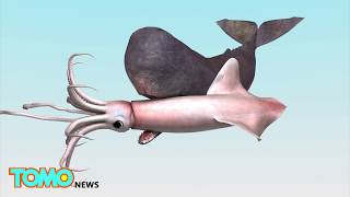 Giant squids could grow bigger than school bus new study shows  TomoNews [upl. by Ihcur]