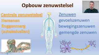 Zenuwstelsel  thema 5 regeling Biodam  1 van 3 [upl. by Malchy731]