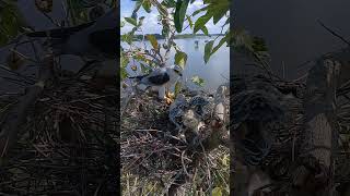 Blackwinged kite birds in the nest birds mynasound birdspecies nature birdsounds [upl. by Gibbeon]