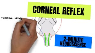 Corneal Light Reflex and Extraocular Motility [upl. by Lady]