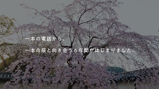 【住友林業】組織培養でクローン桜を未来へ繋ぐ [upl. by Byran453]