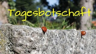 Tagesbotschaft zeitlos [upl. by Aehsrop562]