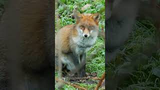 Red Fox Sound Recorded at Night  Nature Sounds shorts [upl. by Revell]