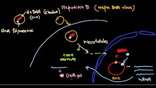 Hepatitis B virus life cycle [upl. by Middendorf]