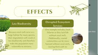 Biscayne Bay Coral Reef degradation and pollution ￼video [upl. by Cirek]