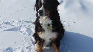 Bernese Mountain Dog First Time in Snow [upl. by Marika]