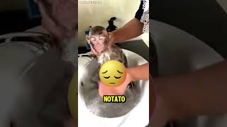 Questa Scimmia nel Bagnetto Ti Sorprenderà 🐒🛁 [upl. by Godspeed]