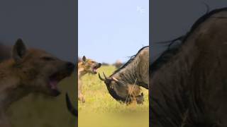 A Mothers Fierce Defense Wildebeest Calf Saved from a Hyenas Grasp [upl. by Jayson918]