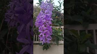 Petrea volubilis [upl. by Abigael]