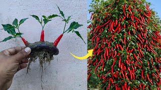 Simple method propagate chili tree with brinjal  how to grow chili tree at home [upl. by Ymme]