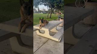 Belgian Malinois now off shift belgianmalinois trending doglover dogtraining dog [upl. by Gris]