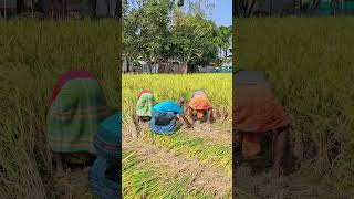 Working time in paddy field [upl. by Karlen]