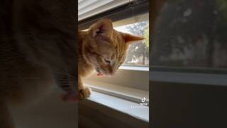 Kittyo biting spiders back cutecat catlover shortsfunny [upl. by Elletnuahs]