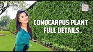 how to cover wall with plants l Conocarpus plant l conocarpus wall l Blooms and Landcare [upl. by Nivrehs]