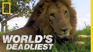 Lion vs Lion  Worlds Deadliest [upl. by Ofelia]