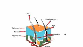 Physiologie de la peau [upl. by Asilef]