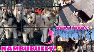 Puppies Meets Mr Sun  May Nakatakas  Husky Pack TV [upl. by Hanan]