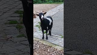 Röhrensee in Bayreuth ziege ziegenbock goat goats pets Animals pet Tier Zoo bayreuth [upl. by Eiram]