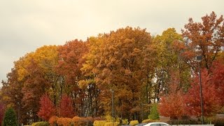 MIDWESTERN UNIVERSITY  DOWNERS GROVE CAMPUS [upl. by Newel]