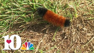 Woolly Worm A winter weather predictor [upl. by Isak438]