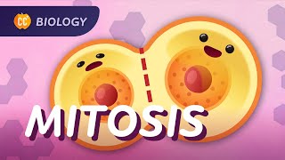 Mitosis amp the Cell Cycle How Cells Clone Themselves Crash Course Biology 29 [upl. by Pamelina]